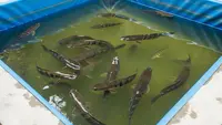 Kenapa Ikan Gabus Sering Naik ke Permukaan Air? Ini Tanda Masalah Kolam yang Sering Diabaikan
