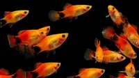 16 Jenis Ikan Hias Air Tawar Akuarium yang Awet, Mudah Dipelihara