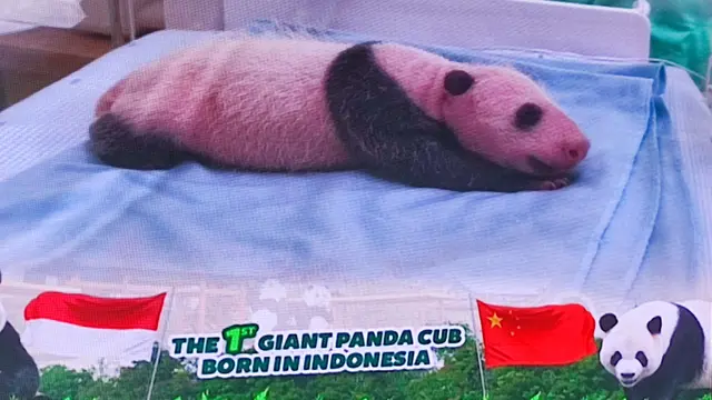 Bayi panda di Taman Safari Bogor