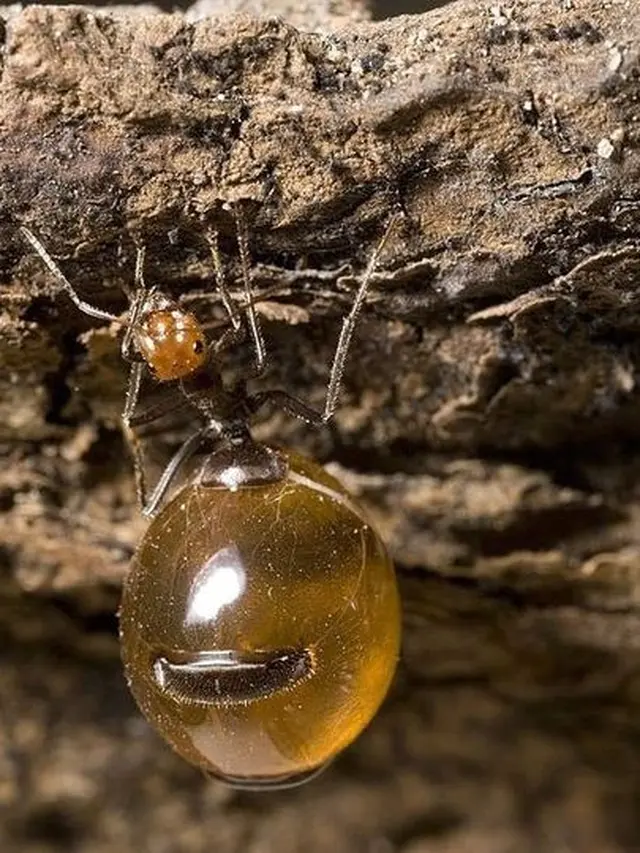 Semut Honeypot Penghasil Madu