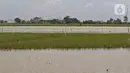 Kondisi areal persawahan yang terendam banjir di Desa Karangligar, Kecamatan Telukjambe Barat, Karawang, Jawa Barat, Kamis (10/2/2021). Banjir di Desa Karangligar akibat meluapnya sungai Citarum dan Cibeet membuat ratusan rumah terendam banjir dan ratusan hektar sawah. (Liputan6.com/Herman Zakharia)