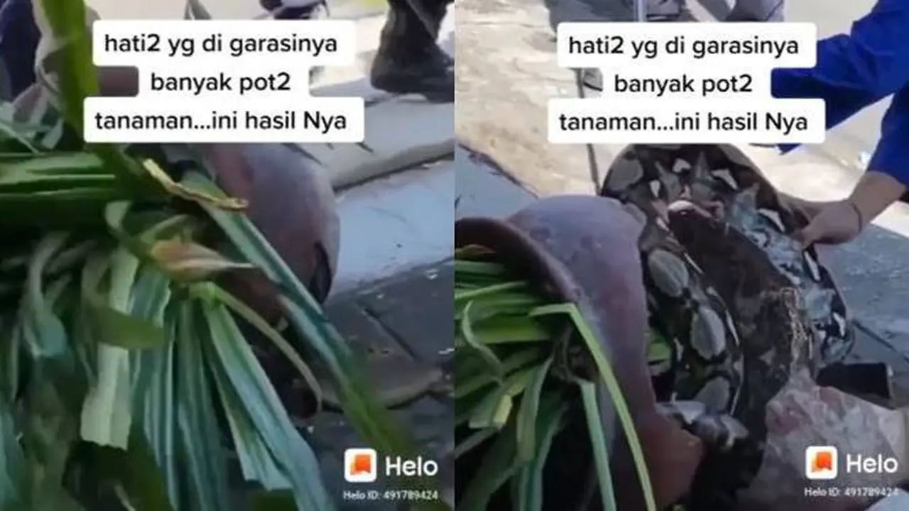 Sembunyi di Dalam Pot, Evakuasi Ular Piton Sepanjang 4 Meter Ini Bikin Heboh