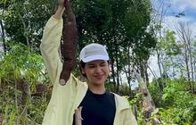 Potret Maudy Ayunda Cabut Singkong di Desa, Bahagia Bisa Rasakan Makanan Langsung Petik dari Kebun