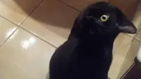 Viral Foto Burung Gagak atau Kucing yang Bikin Bingung