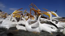 Kawanan pelicanos borregones atau pelikan putih menangkap makanan saat berkumpul di Danau Chapala, Petatan, Meksiko, 5 Februari 2022. Kawanan pelikan putih datang ke Meksiko setiap tahun untuk menghindari dinginnya cuaca di utara. (AP Photo/Armando Solis)