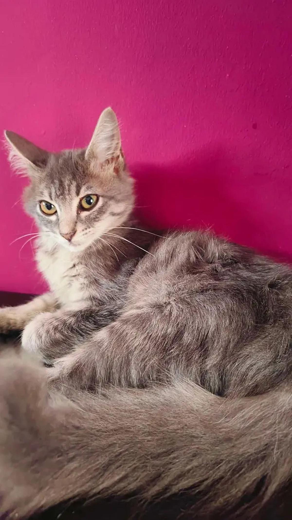 Foto-Foto Kucing Nirina Zubir, Banyak yang Diselamatkan dari Jalanan