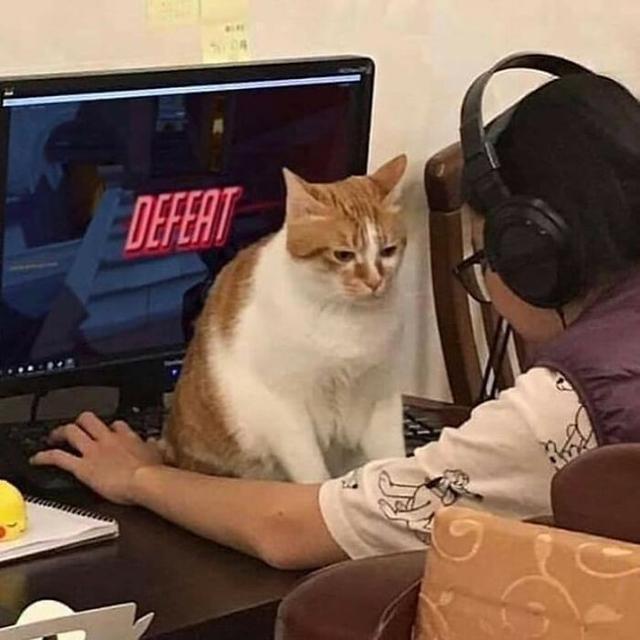 10 Tingkah Absurd Hewan Bikin Geleng-Geleng Kepala