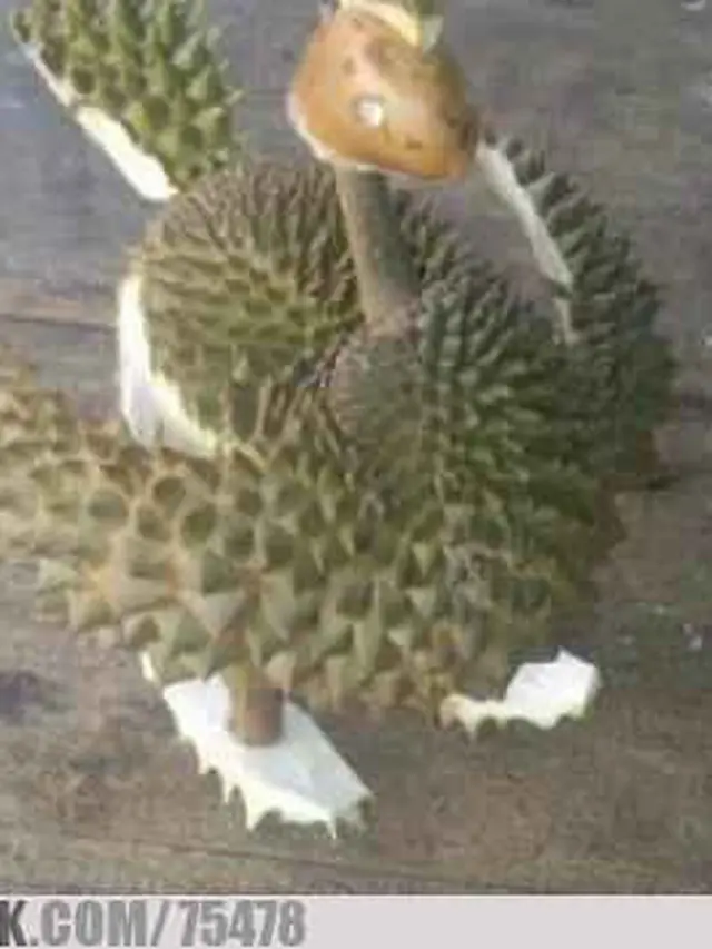 6 Lifehack Lucu Manfaatkan Kulit Durian Ini Bikin Tepuk Jidat