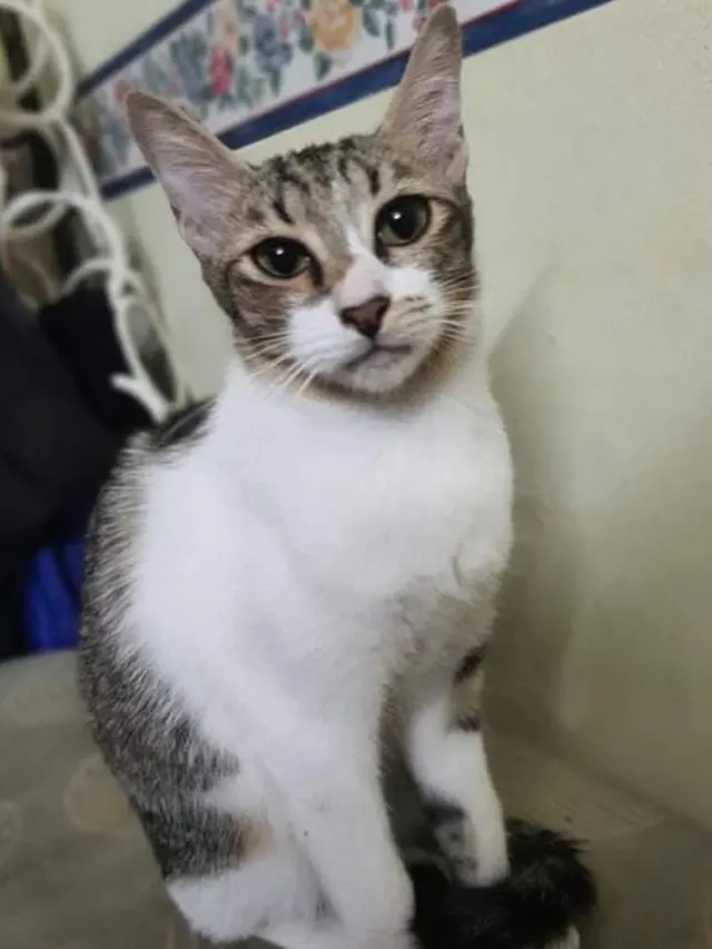 5 Kucing Pemberani Ini Lindungi Pemiliknya dari Ular Kobra yang Masuk ke Rumah
