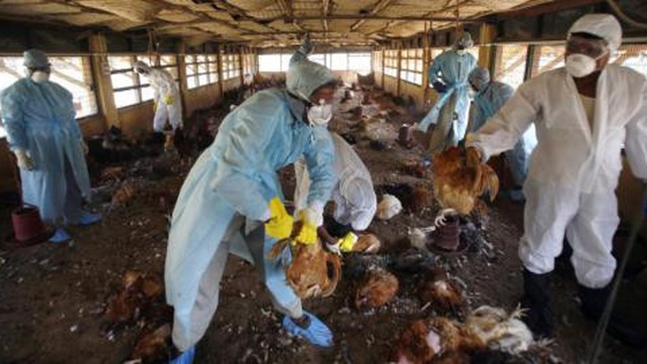 Terserang Flu Burung, dua orang tewas di Yogyakarta
