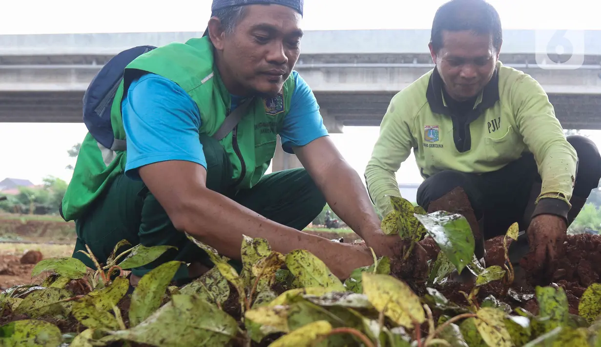 Petugas Suku Dinas Pertamanan dan Hutan Kota melakukan penanaman tanaman di bawah kolong Tol Becakayu atau Bekasi-Cawang-Kampung Melayu, Jakarta, Kamis (5/1/2023). Pemprov DKI telah melakukan penataan kawasan hijau sepanjang 2,7 km dari target 5 km di kolong Tol Becakayu dengan tanaman hias dan sistem pertanian perkotaan (urban farming) yang berdampak pada sektor ketahanan pangan kota. (Liputan6.com/Herman Zakharia)