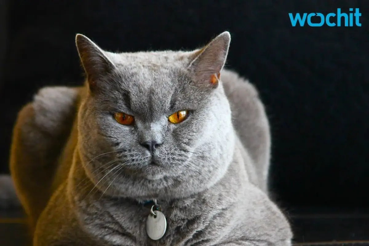 [Bintang] Bukan Cuma Manusia, Kucing Juga Bisa Keras Kepala! Nih Buktinya!