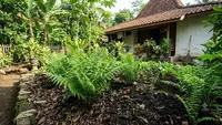 6 Media Tanam Terbaik untuk Pakis Sayur agar Tumbuh Subur dan Cepat Bertunas