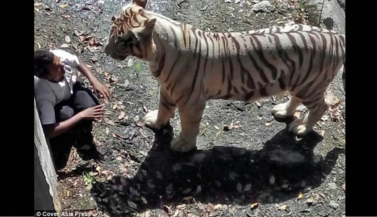 Seorang pria diterkam macan putih hingga tewas di Kebun Binatang New Delhi, India, Rabu (24/9/14). (Dailymail)