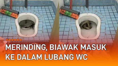 VIDEO: Merinding, Biawak Masuk ke Dalam Lubang WC