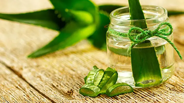 4 Tanaman Herbal Bisa Jadi Dekorasi Rumah?