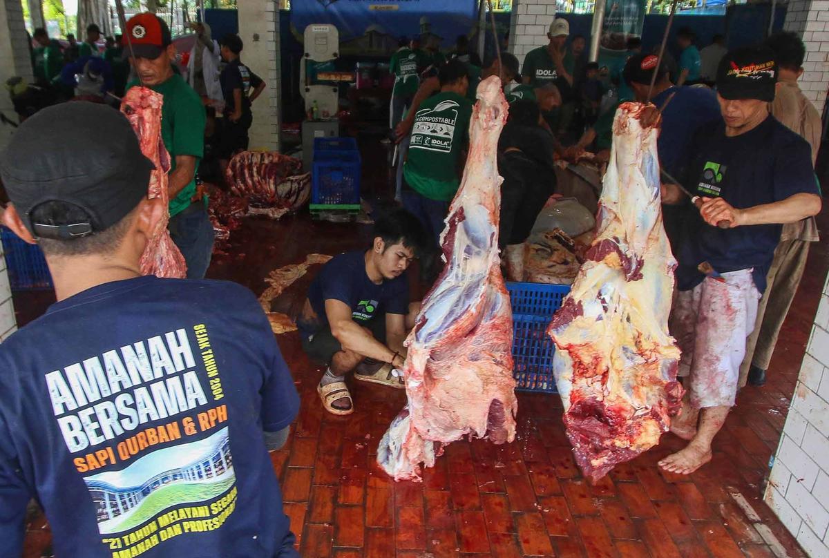 FOTO: Daging Sapi Kurban Prabowo dan Gibran di  Mesjid Istiqlal Akan Dimasak dan  Dibagikan Kepada Anak-Anak Yatim