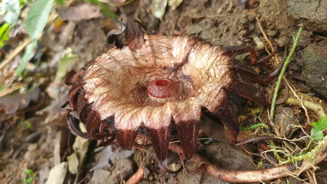 Ekspedisi Sisik Naga berhasil mengungkap lebih detail data dan fakta kekayaan alam hutan Purbalingga.