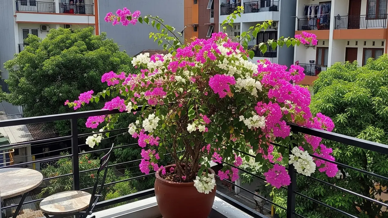 Tanaman yang Cocok untuk Balkon Apartemen
