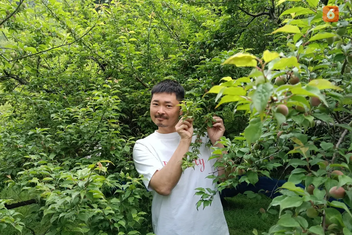 Laporan Liputan6.com dari Wakayama Jepang: Bertandang ke Kebun Plum