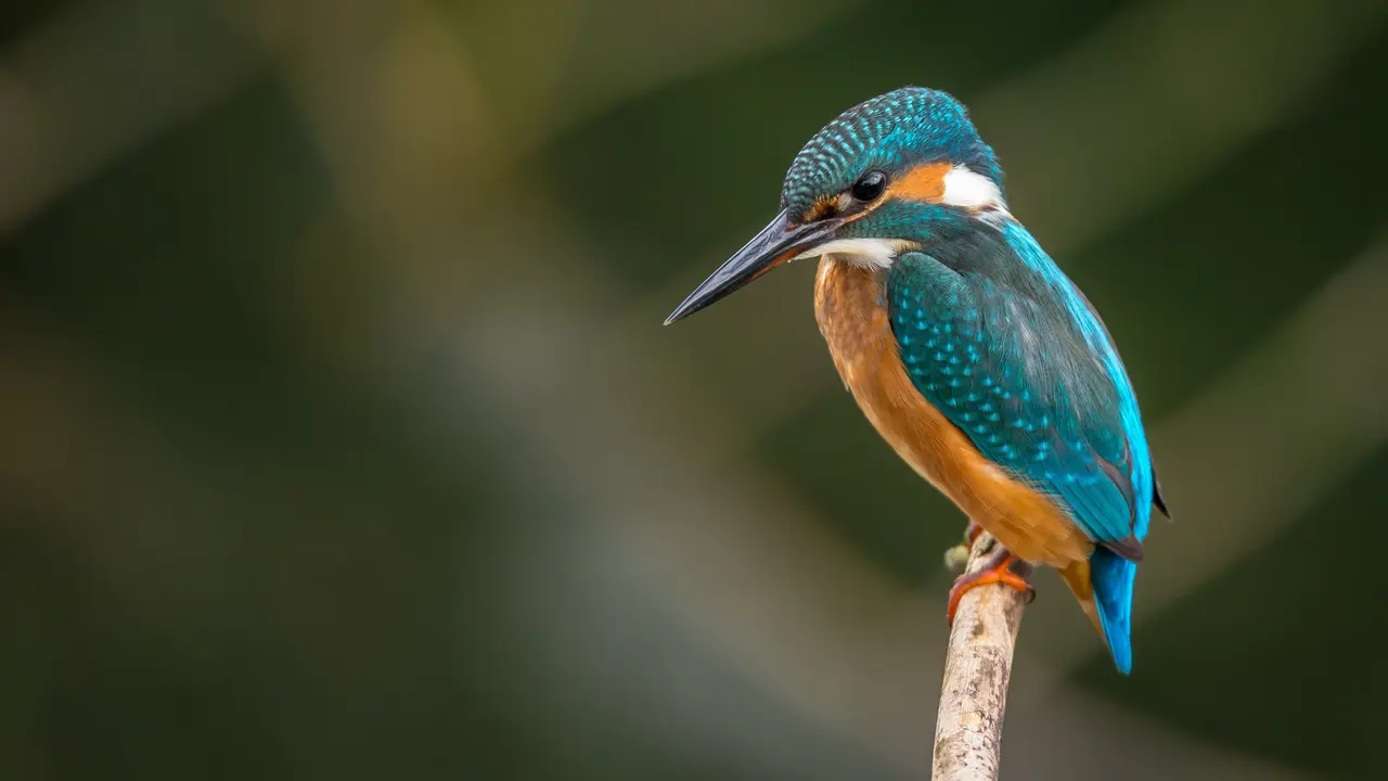 burung