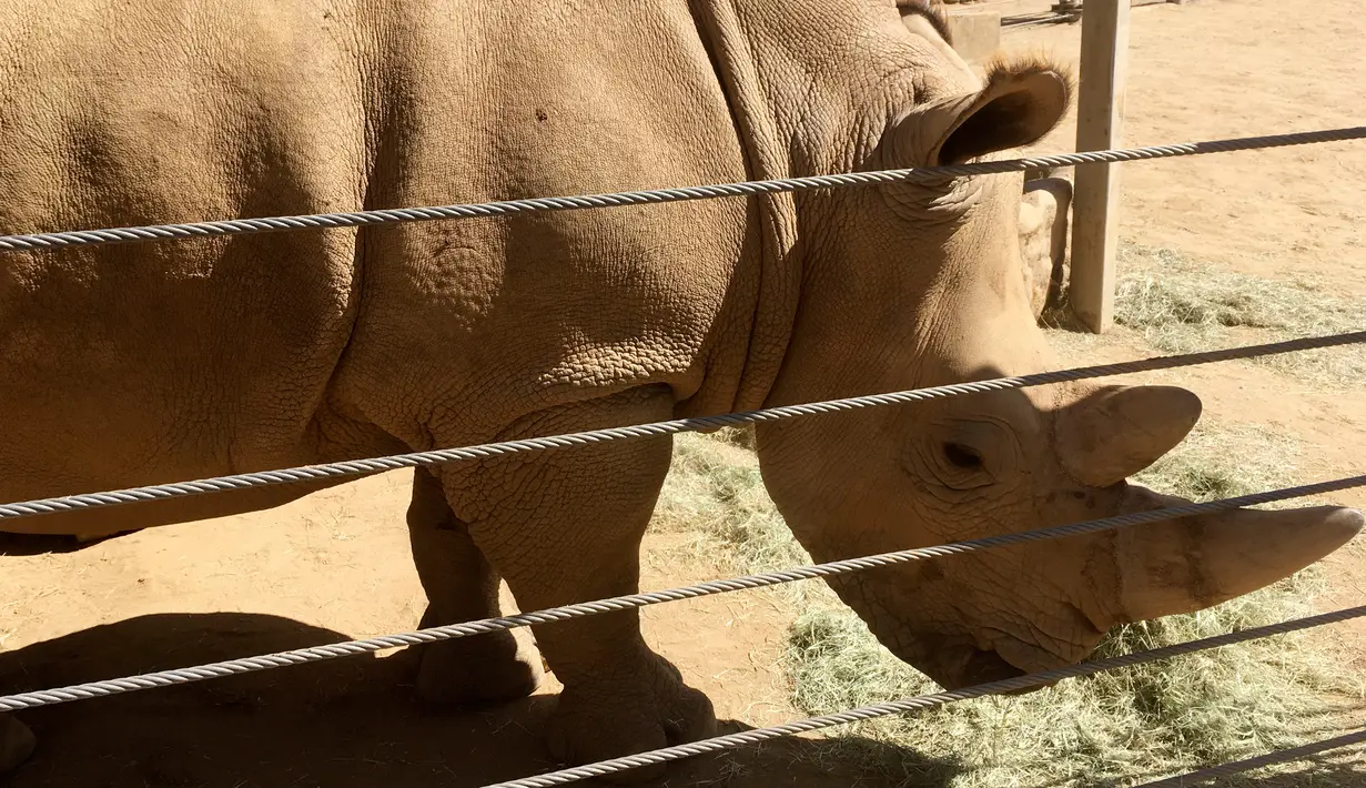 Badak putih selatan betina, Victoria beraktivitas di Taman Safari Kebun Binatang San Diego, Escondido, California, AS, Kamis (17/5). Sebelumnya, badak putih utara jantan terakhir di dunia telah punah dengan matinya Sudan. (AP Photo/Julie Watson)