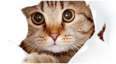 Ciri Penyakit Ginjal Pada Kucing Iii Beauty Fimela Com