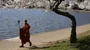 Seorang pria berjalan di bawah pohon sakura Yoshino yang sedang mekar di tepi Tidal Basin, Selasa (30/3/2021).  Festival Bunga Sakura Nasional 2021 merayakan pemberian asli 3.000 pohon sakura dari kota Tokyo kepada masyarakat Washington di 1912. (AP Photo/Patrick Semansky)