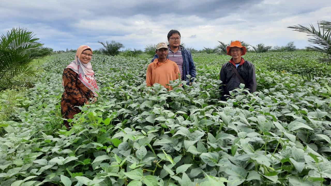 Petani Kabupaten Pali Kembangkan Tumpangsari Kedelai dan Tanaman Sari
