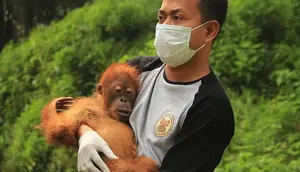 Seperempat Abad Jatuh Bangun Selamatkan Orang Utan