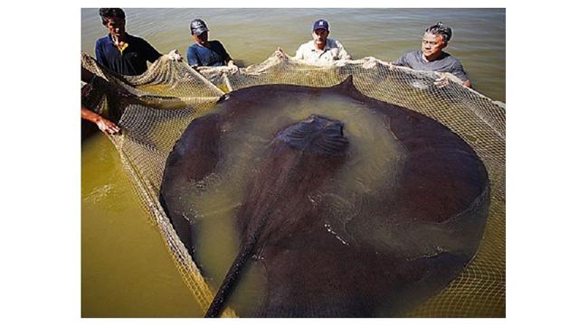 8 Hewan Terbesar Ini Pernah Ditangkap Nelayan di Berbagai Negara, Bikin Melongo