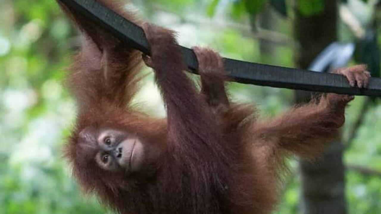 Fakta Menarik Orangutan Haven, Pulau Buatan di Deli Serdang Lokasi Konservasi Satwa Langka