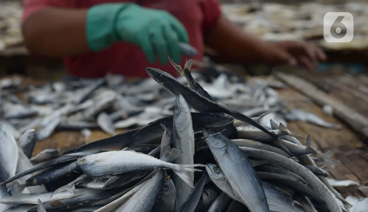 Pekerja menjemur ikan asin di Sentra Pengolahan Ikan Asin Kampung Nelayan Muara Angke, Jakarta, Selasa (16/11/2021). Produksi ikan asin mengalami harga stabil saat pandemi Covid-19 di level 1 dengan harga jual kisaran Rp 38 ribu per kilogram meski cuaca kurang baik. (merdeka.com/Imam Buhori)