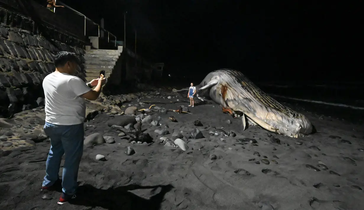 Seorang anak berpose dengan bangkai paus bungkuk yang muncul di pantai Las Flores di La Libertad, El Salvador, Jumat (5/11/2021). Ini adalah kedua kalinya tahun ini seekor paus bungkuk ditemukan mati di sebuah pantai di El Salvador. (Sthanly ESTRADA / AFP)