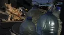 <p>Seekor kucing duduk ketika orang mengisi kaleng dengan air dari tangki air yang dipasang untuk penduduk Toretsk, di Ukraina timur, pada 25 April 2022. Penduduk Toretsk tidak memiliki akses air selama lebih dari dua bulan karena perang Rusia Ukraina. (AP Photo/Evgeniy Maloletka)</p>