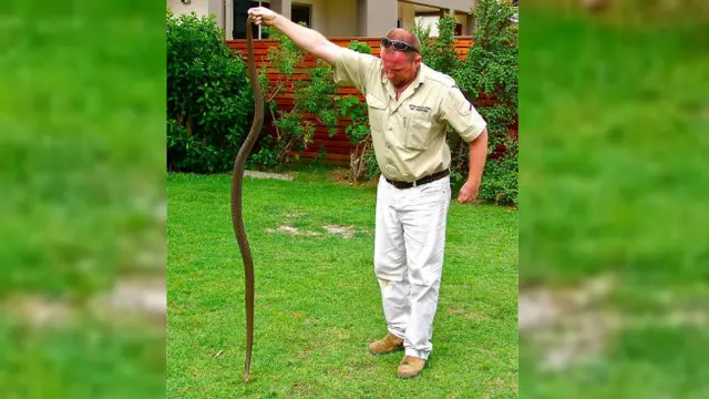 Serbuan ular di Australia (0)