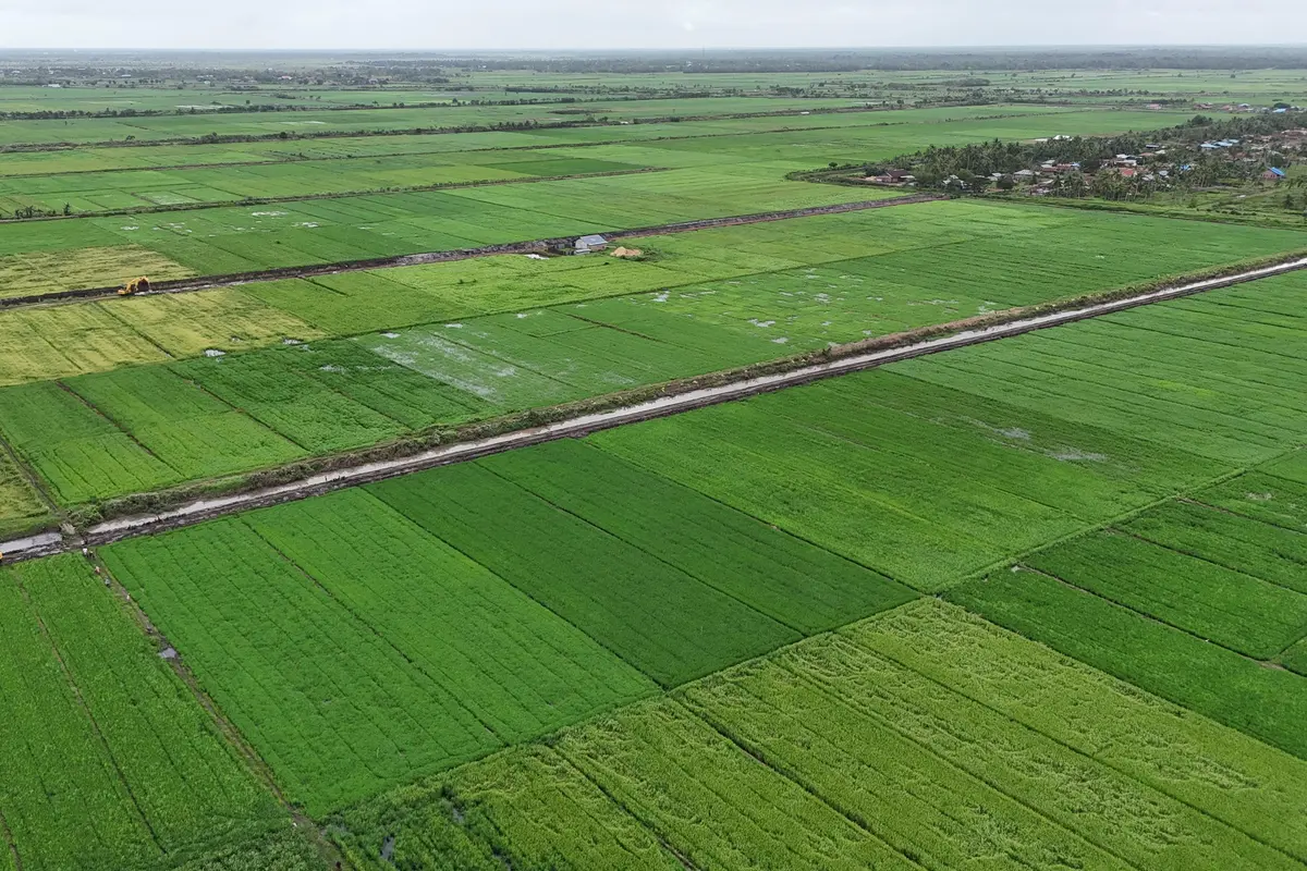 Sumber Daya Air Mencukupi, Akademisi UGM Optimis Program Cetak Sawah di Merauke Berhasil