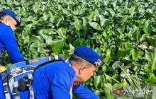 Polrestabes Palembang Olah Eceng Gondok Jadi Pakan Ikan Bernilai Ekonomis Lewat Program Pakan Ikan Presisi