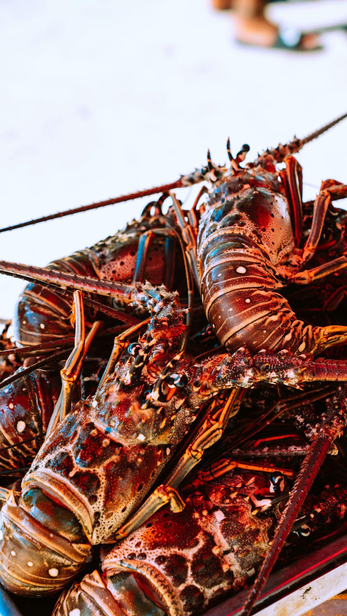 Lobster adalah hewan laut yang umum dikonsumsi oleh orang-orang dari seluruh penjuru dunia. Dagingnya yang lembut dan rasanya yang enak membuat olahan lobster tak pernah sepi peminat. Saking populernya, sangat mudah untuk mencari penjual olahan lobster 