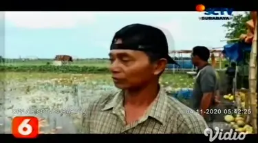 Curah hujan tinggi beberapa hari terakhir di Jawa Timur, membuat lahan pertanian tanaman melon dan semangka terendam banjir di Lamongan. Kondisi yang sama juga terjadi di Pacitan, akibat lahan pertanian terendam banjir.