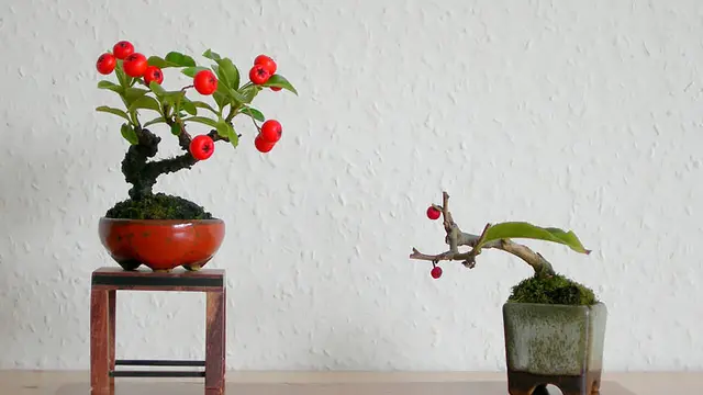 [Bintang] Meski Mini, 10 Bonsai Ini Bikin Rumahmu Indah Kayak Taman Surgawi