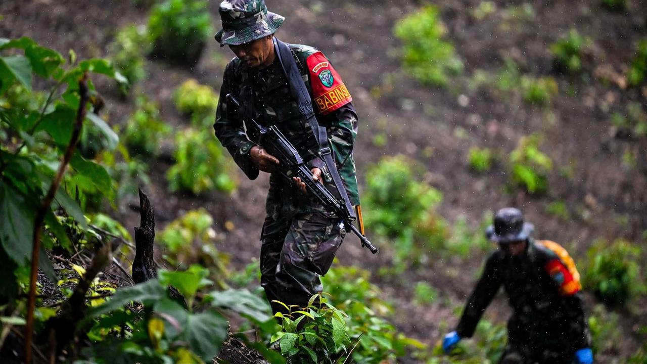 FOTO: TNI AD Bongkar Ladang Ganja di Pegunungan Aceh Besar
