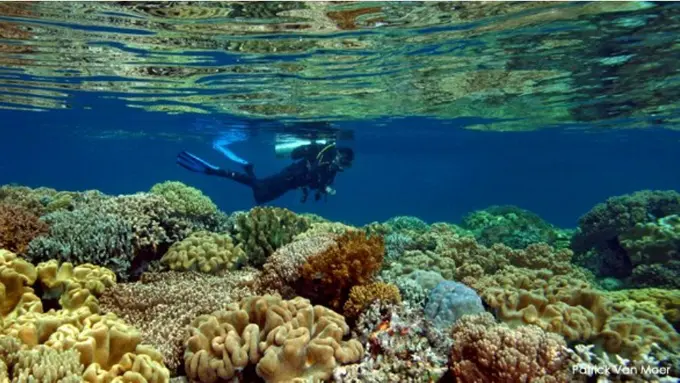 7 Alasan Kenapa Kamu Harus Menyelam di Indonesia