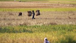 Seorang petani suku Indian membawa padi di pundaknya setelah memanennya, di pinggiran Gauhati, India (16/11/2019). Lebih dari 70 persen dari 1,25 miliar penduduk India terlibat dalam pertanian. (AP Photo/Anupam Nath)