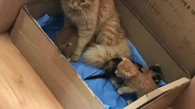 Viral Seekor Kucing Bawa Sendiri Anaknya ke Rumah Sakit untuk Dapat Perawatan