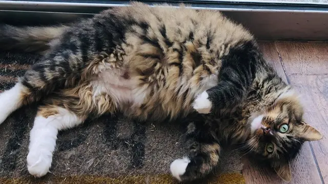 Kucing Ini Beri Tuannya Uang Setiap Hari, dari Mana Asalnya?