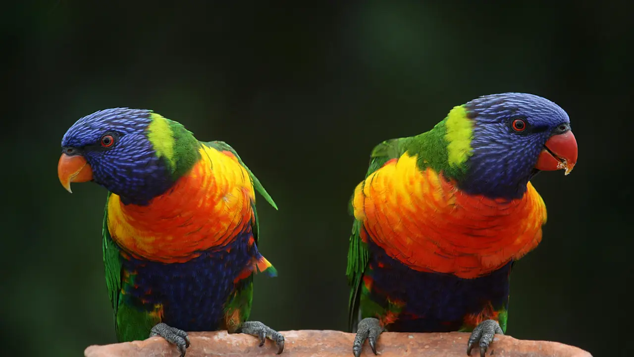 Ilustrasi burung berkicau