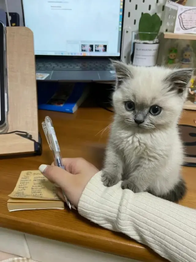 7 Potret Menggemaskan Anak Kucing Ini Bakal Bikin Harimu Cerah