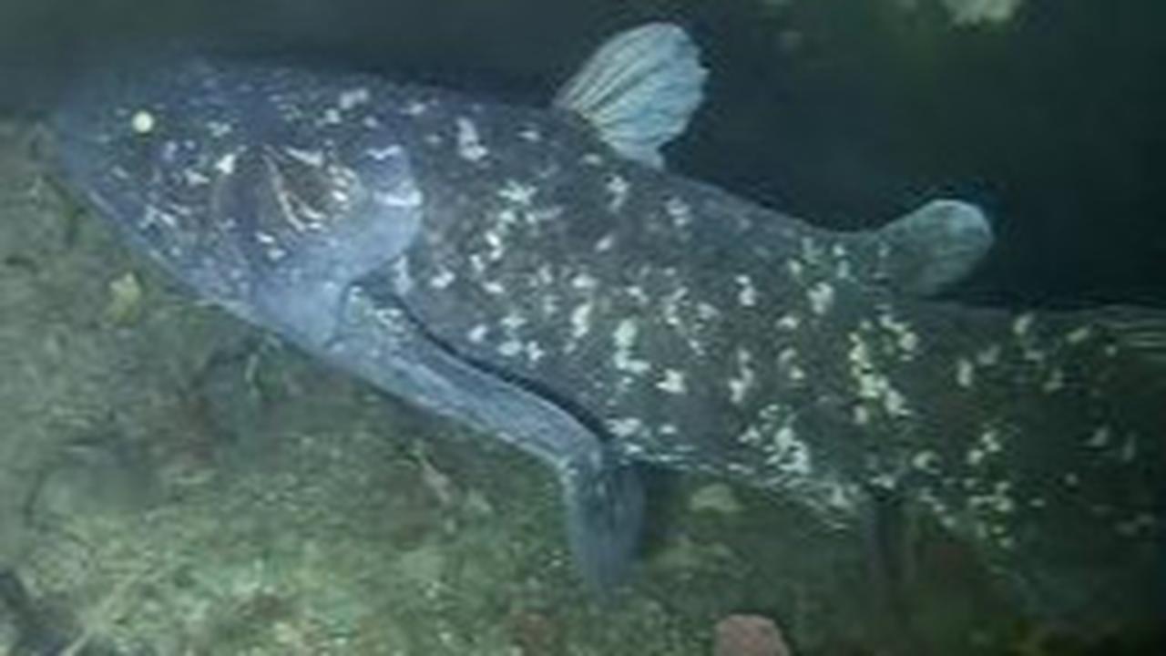Ikan Coelacanth