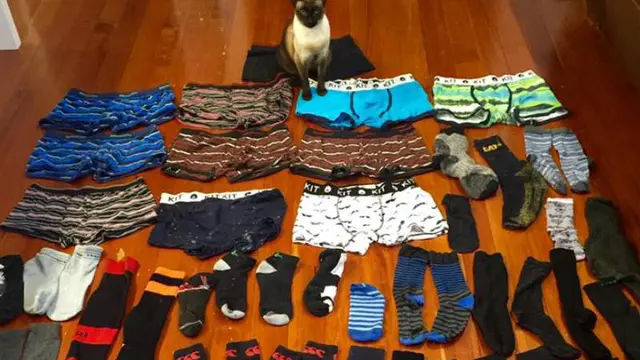 Kucing Betina Ini Gemar Mencuri Celana Dalam Pria, untuk Apa?